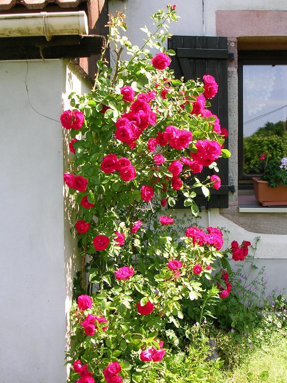 Ferme Auberge A La Colline Ferdrupt Luaran gambar